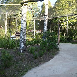 Linnaeus' two-toed sloth, Golden lion tamarin and White-faced saki outdoor walk-through exhibit, 2022-10-09