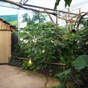 Madidi greenhouse -  Linnaeus' two-toed sloth, Golden lion tamarin and White-faced saki indoor walk-through exhibit, 2022-10-09