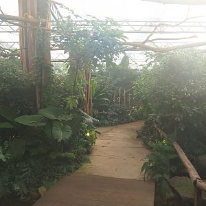 Madidi greenhouse -  Linnaeus' two-toed sloth, Golden lion tamarin and White-faced saki indoor walk-through exhibit, 2022-10-09
