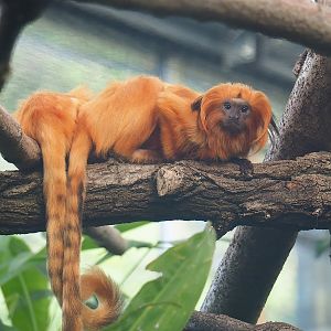Golden lion tamarin (Leontopithecus rosalia), 2022-10-09