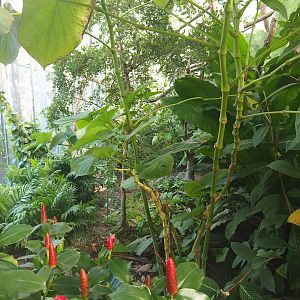 Madidi greenhouse -  Linnaeus' two-toed sloth, Golden lion tamarin and White-faced saki indoor walk-through exhibit, 2022-10-09