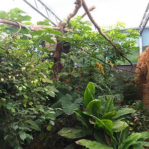 Madidi greenhouse -  Linnaeus' two-toed sloth, Golden lion tamarin and White-faced saki indoor walk-through exhibit, 2022-10-09