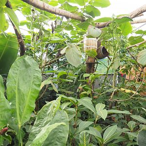 Madidi greenhouse -  Linnaeus' two-toed sloth, Golden lion tamarin and White-faced saki indoor walk-through exhibit, 2022-10-09