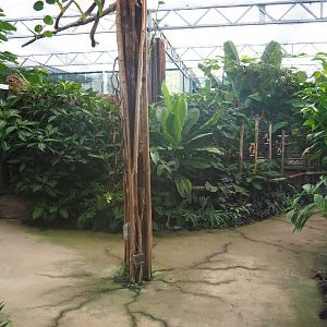 Madidi greenhouse -  Linnaeus' two-toed sloth, Golden lion tamarin and White-faced saki indoor walk-through exhibit, 2022-10-09