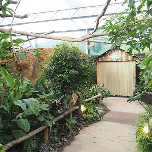 Madidi greenhouse -  Linnaeus' two-toed sloth, Golden lion tamarin and White-faced saki indoor walk-through exhibit, 2022-10-09
