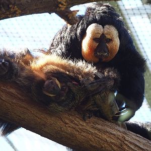 White-faced saki pair (Pithecia pithecia), 2022-10-09