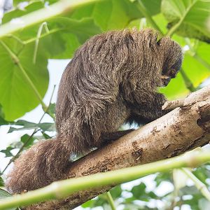 Female White-faced saki (Pithecia pithecia), 2022-10-09