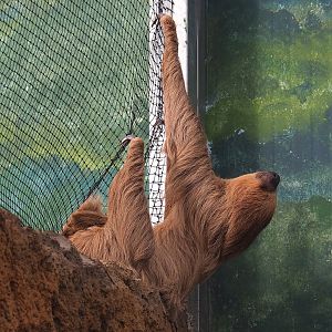 Linnaeus' two-toed sloth (Choloepus didactylus), 2022-10-09