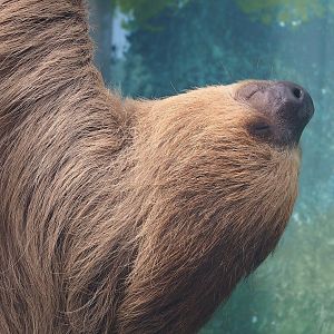 Linnaeus' two-toed sloth (Choloepus didactylus), 2022-10-09