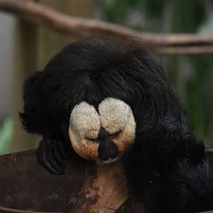 White-faced saki (Pithecia pithecia), 2022-10-09