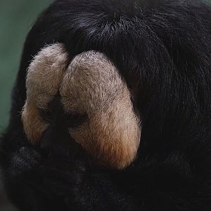 White-faced saki (Pithecia pithecia), 2022-10-09