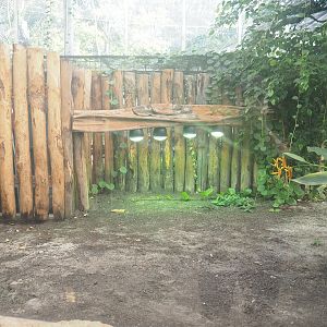 Spectacled caiman exhibit land area, 2022-10-09