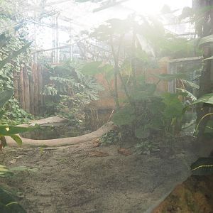 Spectacled caiman exhibit pool area (pool also houses red-bellied piranhas), 2022-10-09