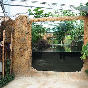 Spectacled caiman - Red-bellied piranha pool viewing area, 2022-10-09