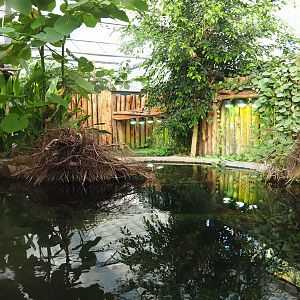 Spectacled caiman - Red-bellied piranha pool and spectacled caiman land area, 2022-10-09
