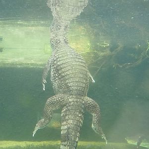 Spectacled caiman (Caiman crocodilus) under water, 2022-10-09