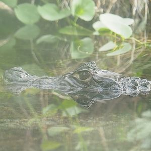 Spectacled caiman (Caiman crocodilus), 2022-10-09