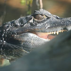 Spectacled caiman (Caiman crocodilus), 2022-10-09