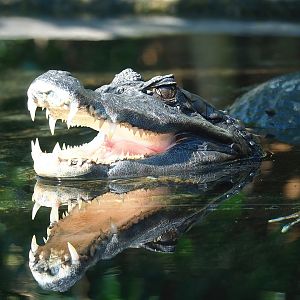 Spectacled caiman (Caiman crocodilus), 2022-10-09