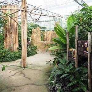 Madidi greenhouse - Linnaeus' two-toed sloth, Golden lion tamarin and White-faced saki indoor walk-through exhibit, 2022-10-09