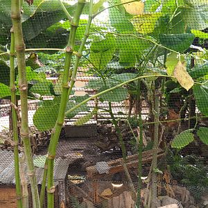 Red-footed tortoise exhibit, 2022-10-09