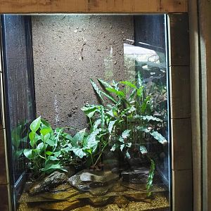 Bloody Bay poison frog exhibit, 2022-10-09