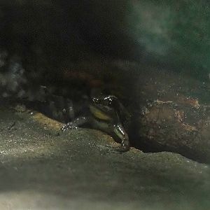 Bloody Bay poison frog (Mannophryne olmonae), 2022-10-09