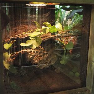 Tliltocatl albopilosus terrarium, 2022-10-09