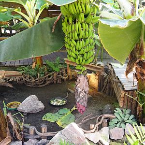 Red-footed tortoise exhibit, 2022-10-09