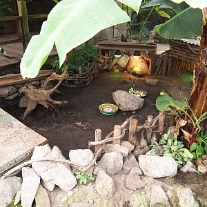 Red-footed tortoise exhibit, 2022-10-09
