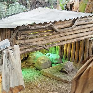 Red-footed tortoise shelter, 2022-10-09