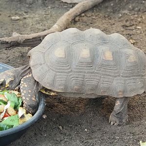 Red-footed tortoise (Chelonoidis carbonarius), 2022-10-09