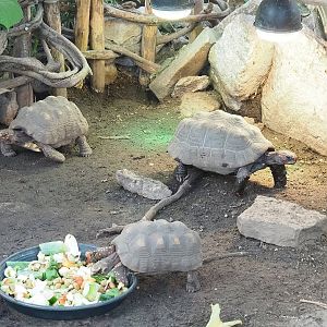 Red-footed tortoises (Chelonoidis carbonarius), 2022-10-09