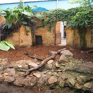 Capybara/Giant anteater indoor exhibit, 2022-10-09
