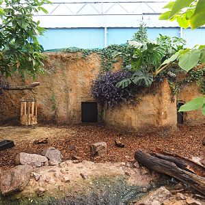 Capybara/Giant anteater indoor exhibit, 2022-10-09