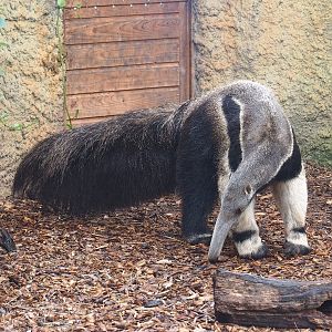 Giant anteater (Myrmecophaga tridactyla), 2022-10-09