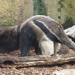 Giant anteater (Myrmecophaga tridactyla), 2022-10-09