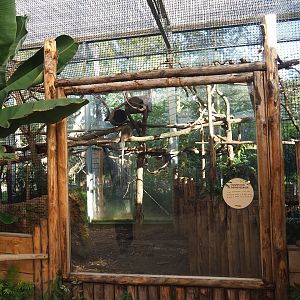 Red titi/Southern tamandua/Azara's agouti exhibit, 2022-10-09