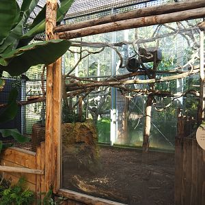 Red titi/Southern tamandua/Azara's agouti exhibit, 2022-10-09