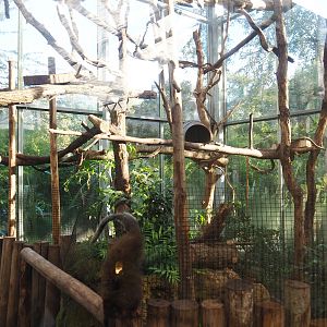 Red titi/Southern tamandua/Azara's agouti exhibit, 2022-10-09
