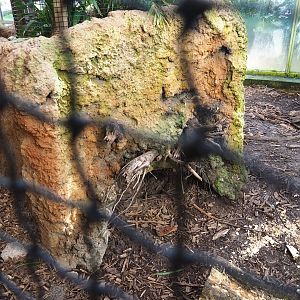 Azara's agouti shelter underneath planter and climbing structures, 2022-10-09