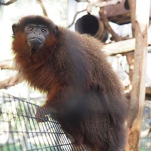Red titi (Plecturocebus cupreus), 2022-10-09