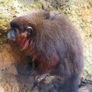 Red titi (Plecturocebus cupreus), 2022-10-09