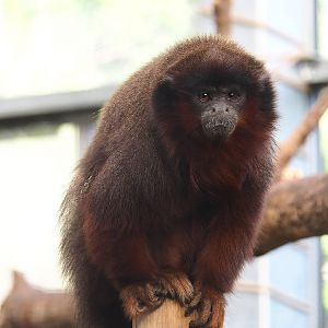 Red titi (Plecturocebus cupreus), 2022-10-09