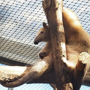 Southern tamandua (Tamandua tetradactyla), 2022-10-09
