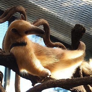 Southern tamandua (Tamandua tetradactyla), 2022-10-09
