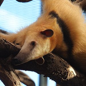 Southern tamandua (Tamandua tetradactyla), 2022-10-09