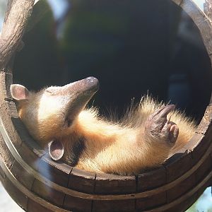 Southern tamandua (Tamandua tetradactyla), 2022-10-09