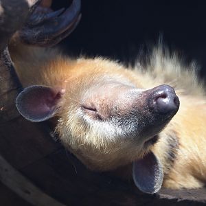 Southern tamandua (Tamandua tetradactyla), 2022-10-09