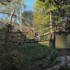 Red titi/Southern tamandua/Azara's agouti outdoor exhibit, 2022-10-09